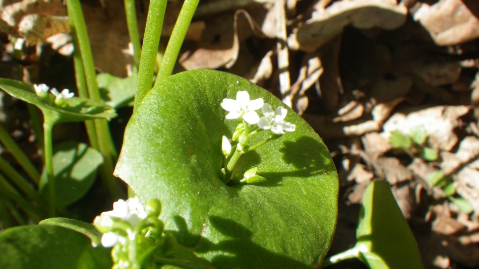 2017-05-10 12 Edible Claytonia perfoliata Miners lettuce Winter purslane.jpg